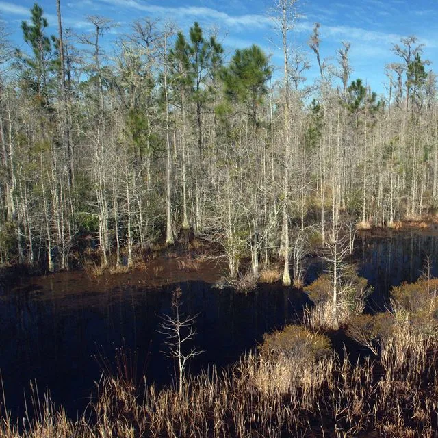 thumbnail for publication: Management Considerations for Prescribed Fires in Riparian Zones of Florida